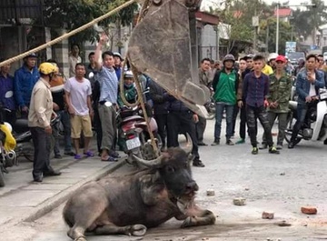 Dung may cau ha trau 'dien' huc nhieu nguoi tren duong hinh anh