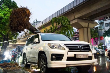 Hàng loạt cây đổ đè bẹp nhiều ôtô trong mưa dông ở Hà Nội