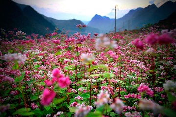Em oi nghe mua hoa tam giac mach goi ve... hinh anh