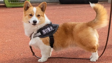 ‘Siêu sao’ cảnh khuyển giống corgi đầu tiên tại Trung Quốc
