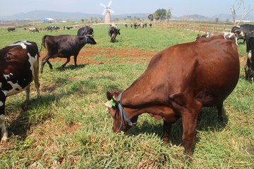 Vinamilk khanh thanh trang trai bo sua huu co tieu chuan chau Au hinh anh