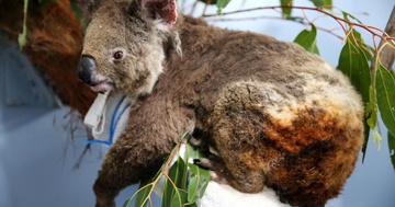 Gau Koala song sot ra sao sau vu chay rung o Australia hinh anh