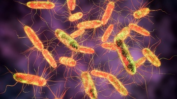 Nhung trieu chung canh bao nhiem khuan Salmonella hinh anh
