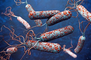 Benh ta bung phat tai nhieu nuoc, Bo Y te canh bao nguy co xam nhap hinh anh