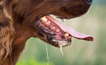 Dau hieu nhan biet cho bi dai hinh anh