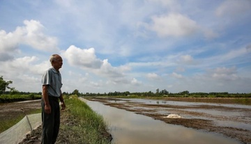 Vua lua so mot Viet Nam con chiu bao nhieu dot man? hinh anh