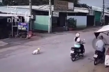 Phan no canh me bo con 18 thang tuoi giua duong dong xe co hinh anh