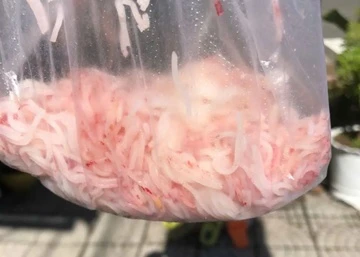 Dinh chi khan cap co so san xuat bun tuoi doi mau la o Da Nang hinh anh
