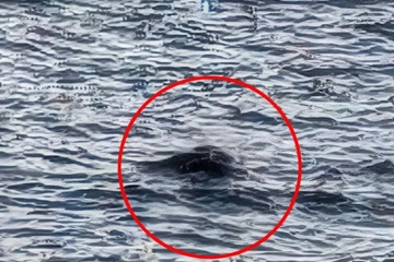 'Cú lừa' về quái vật hồ Loch Ness