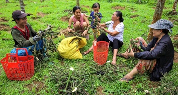 Gia cau lao doc do Trung Quoc giam mua, nong dan van kip thu tien ty hinh anh
