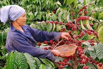 Gia ca phe Viet Nam cao nhat tu truoc den nay hinh anh