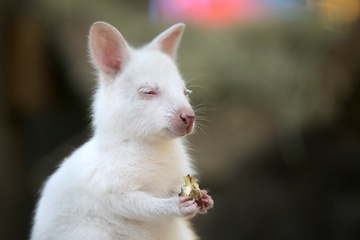 Chuot tui wallaby bach tang o Nga hinh anh