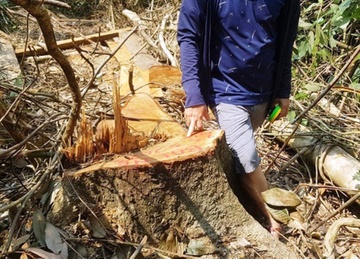 Nhieu cay go rung bi cua ha, tau tan hinh anh