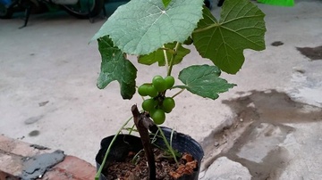 Nguoi Ha Noi mua giong nho Phap de lay bong ram hinh anh