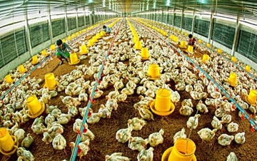 Nuoi ga chi lai 2.000 dong mot con, vi sao? hinh anh