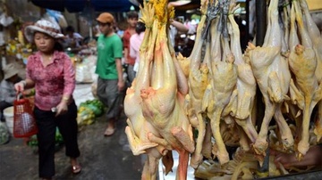 Map mo thong tin chat vang o nhuom da ga hinh anh
