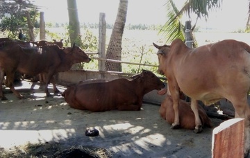 Trong lua gap han man, ban bo gia chi con phan nua hinh anh