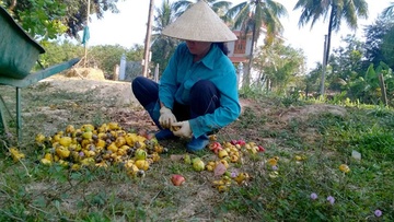 Doanh nghiep Viet tu triet nhau hinh anh