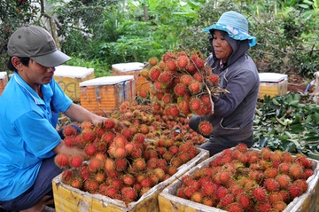 Nong dan Dong Nai o at trong chom chom Thai hinh anh