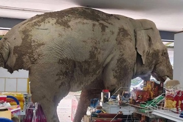 Voi hoang Thái Lan vào cửa hàng ăn vặt