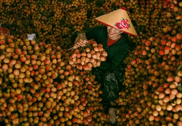 Bac Giang ruc ro, ron rang mua vai chin hinh anh