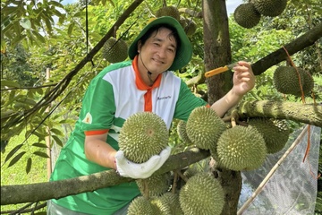 Sau rieng Viet Nam 'than toc' chiem thi phan tai Trung Quoc hinh anh