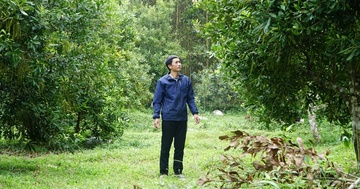 Cu nhan that nghiep ve que lam ong chu vuon 'cay ty USD' hinh anh