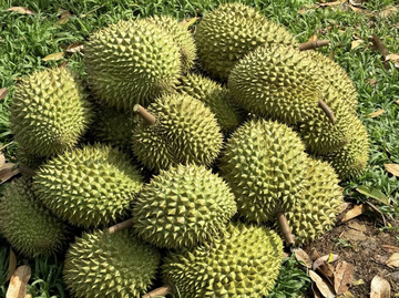 Sau rieng mang ve nhieu ty USD moi nam, gap rut giai quyet kho khan hinh anh