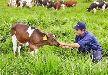 Vinamilk dat chung nhan trang trai organic dau tien tai VN hinh anh