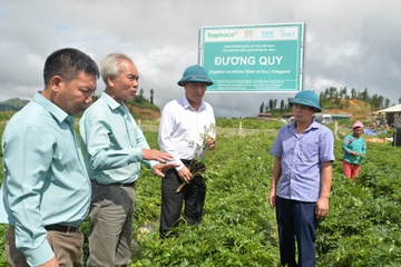 Bao che thuoc bo gan tu duoc lieu sach trong tai Sa Pa hinh anh