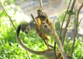 Lien tiep thu hiem sinh no tai ngoi nha chung Vinpearl Safari hinh anh