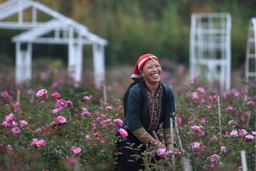 Nhung nguoi ‘det suoi hoa’ tren suon Hoang Lien Son hinh anh