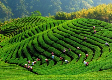 Nhung doi tra noi tieng cua Presotea tai Dai Loan hinh anh