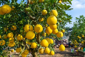 Phan bon NPK Ca Mau giup canh tac ben vung hinh anh