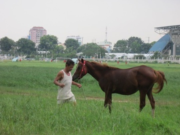 Chat vat giu ngua dua khong vao noi thang co hinh anh