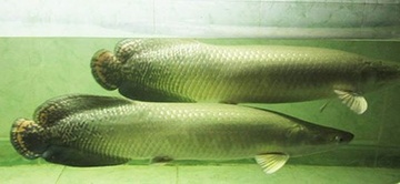 Hai con ca hai tuong cua doanh nhan mat tich hinh anh
