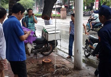 Mot cay sua do bi cua trom trong dem mua bao o Ha Noi hinh anh