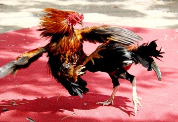 Ru nhau da ga tren mang, bi canh sat bat qua tang hinh anh