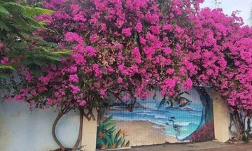 Bat ke cua trom goc hoa giay co thu o TP Vung Tau hinh anh