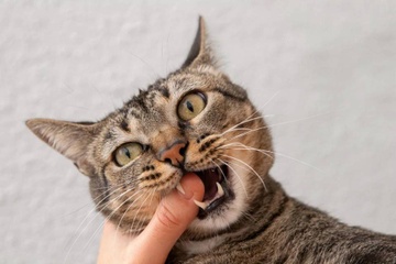 Mèo cắn có nguy hiểm như chó cắn?