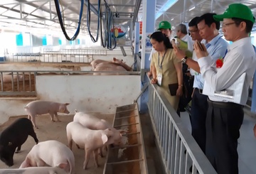 Gia tăng ca mắc liên cầu lợn, Huế đưa ra các phương án cần làm ngay
