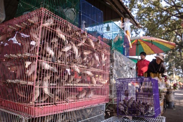 Mua ca rau cau, phat com chay thay the tuc phong sinh truyen thong hinh anh