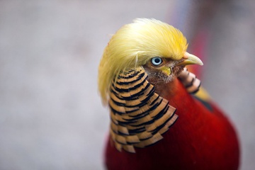 Chu chim giong Donald Trump vao top anh tuan hinh anh