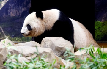 Nhat Ban muon muon gau truc de ham nong quan he voi Trung Quoc hinh anh