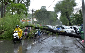 Cay do la liet trong mua lon o Sai Gon hinh anh