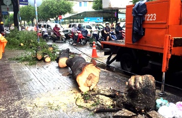 Cay xanh do de xe may trong mua, mot phu nu thoat chet hinh anh