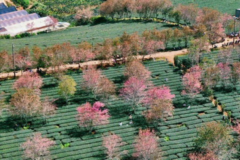 Ruc ro mai anh dao tren doi che Da Lat hinh anh