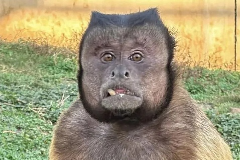 Khi mat vuong noi tieng Trung Quoc da qua doi hinh anh