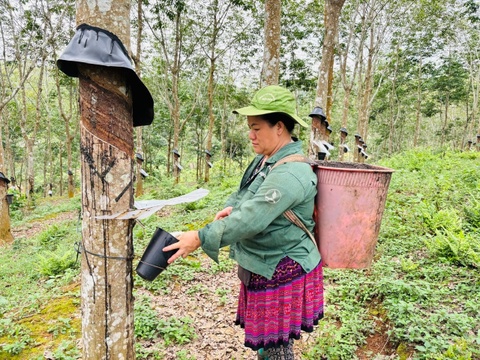 Ca nha lam cao su - Tu ban xa doi doi hinh anh