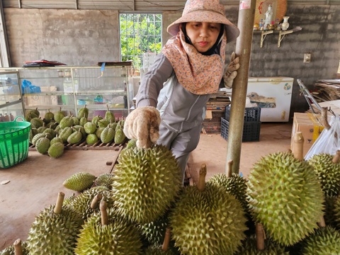 Sau rieng rot gia do... ong troi hinh anh